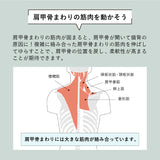肩甲骨ストレッチギア AX-HX264